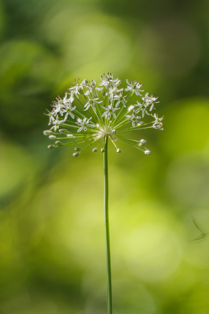 Изображение особи Allium decipiens.