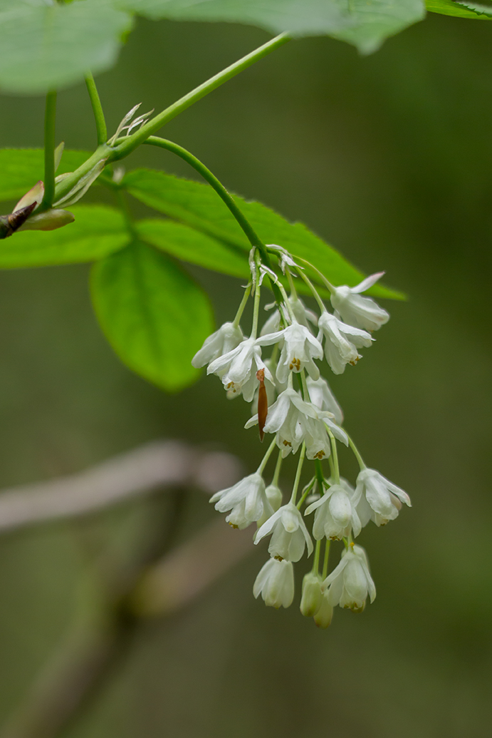 Изображение особи Staphylea pinnata.