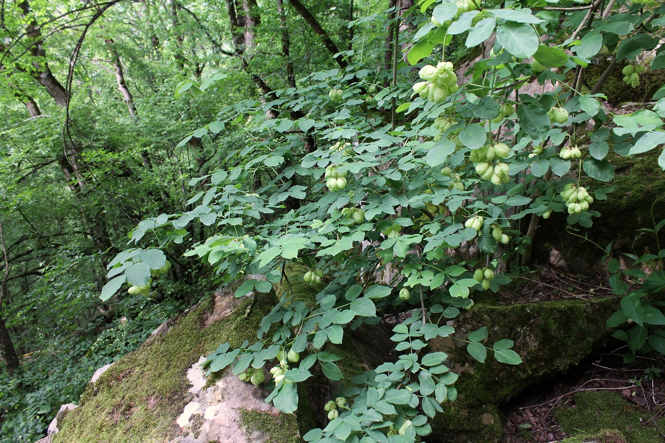 Image of Staphylea pinnata specimen.