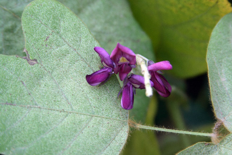 Image of Pueraria lobata specimen.