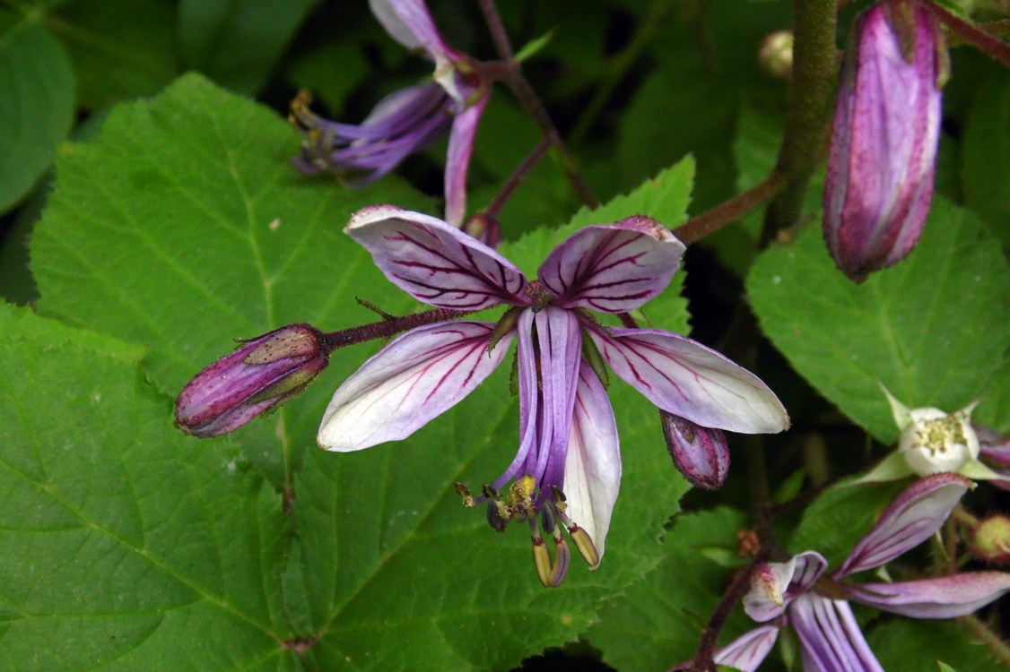 Изображение особи Dictamnus caucasicus.