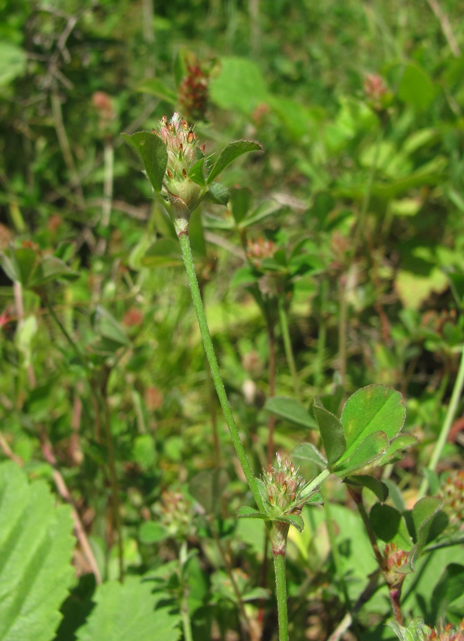 Изображение особи Trifolium striatum.