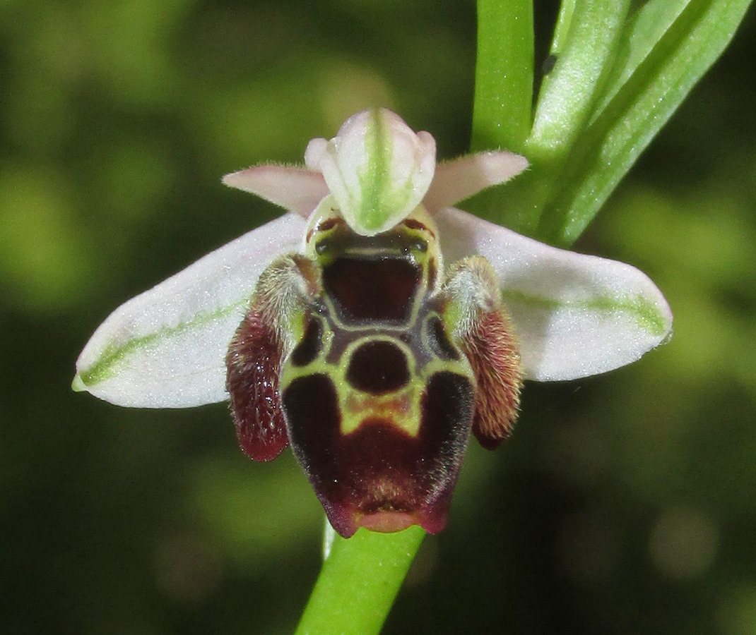 Изображение особи Ophrys oestrifera.