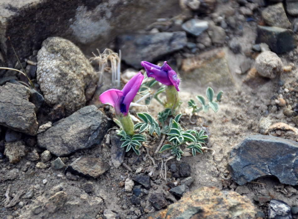 Изображение особи Oxytropis intermedia.