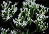 Valeriana officinalis