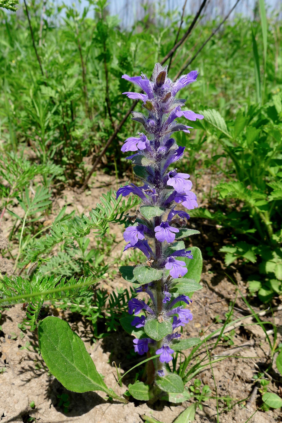 Image of Ajuga multiflora specimen.