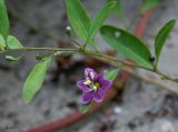 Lycium barbarum