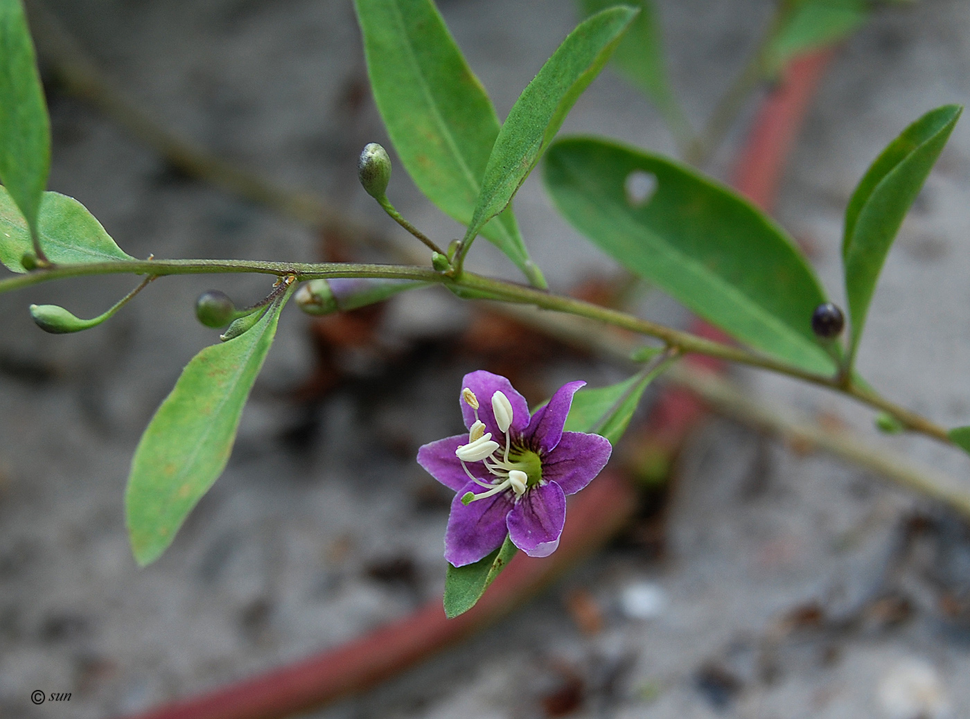 Изображение особи Lycium barbarum.