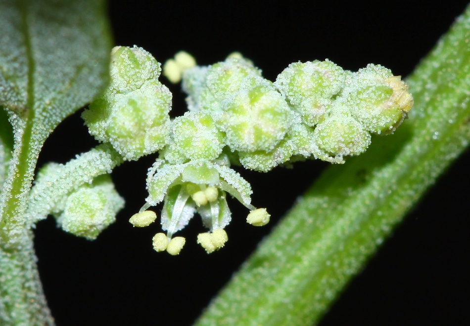 Изображение особи Chenopodium bryoniifolium.