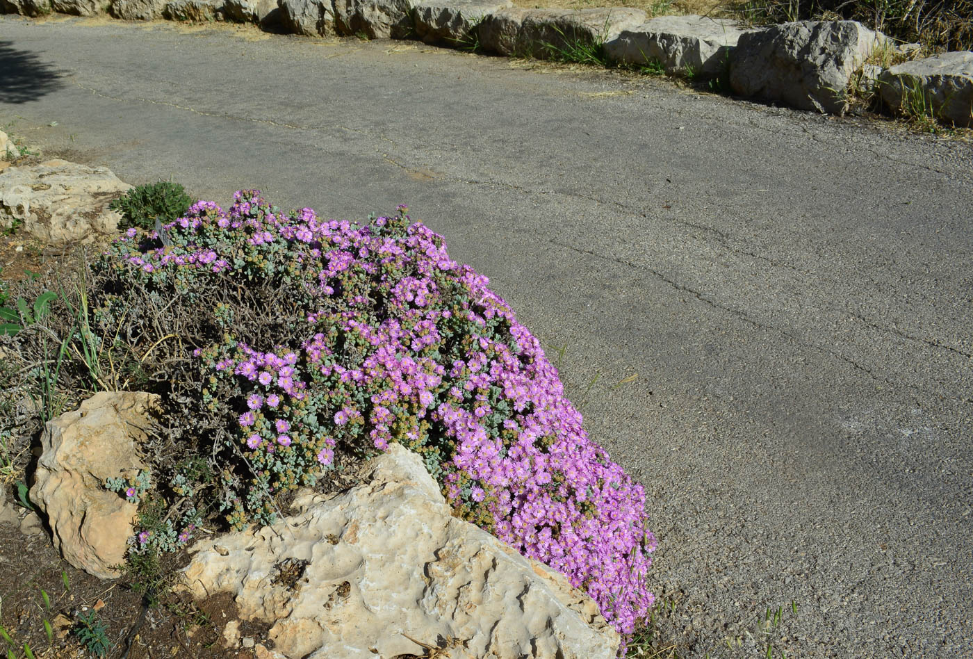 Изображение особи Lampranthus deltoides.