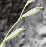 Silene ciliata ssp. graefferi