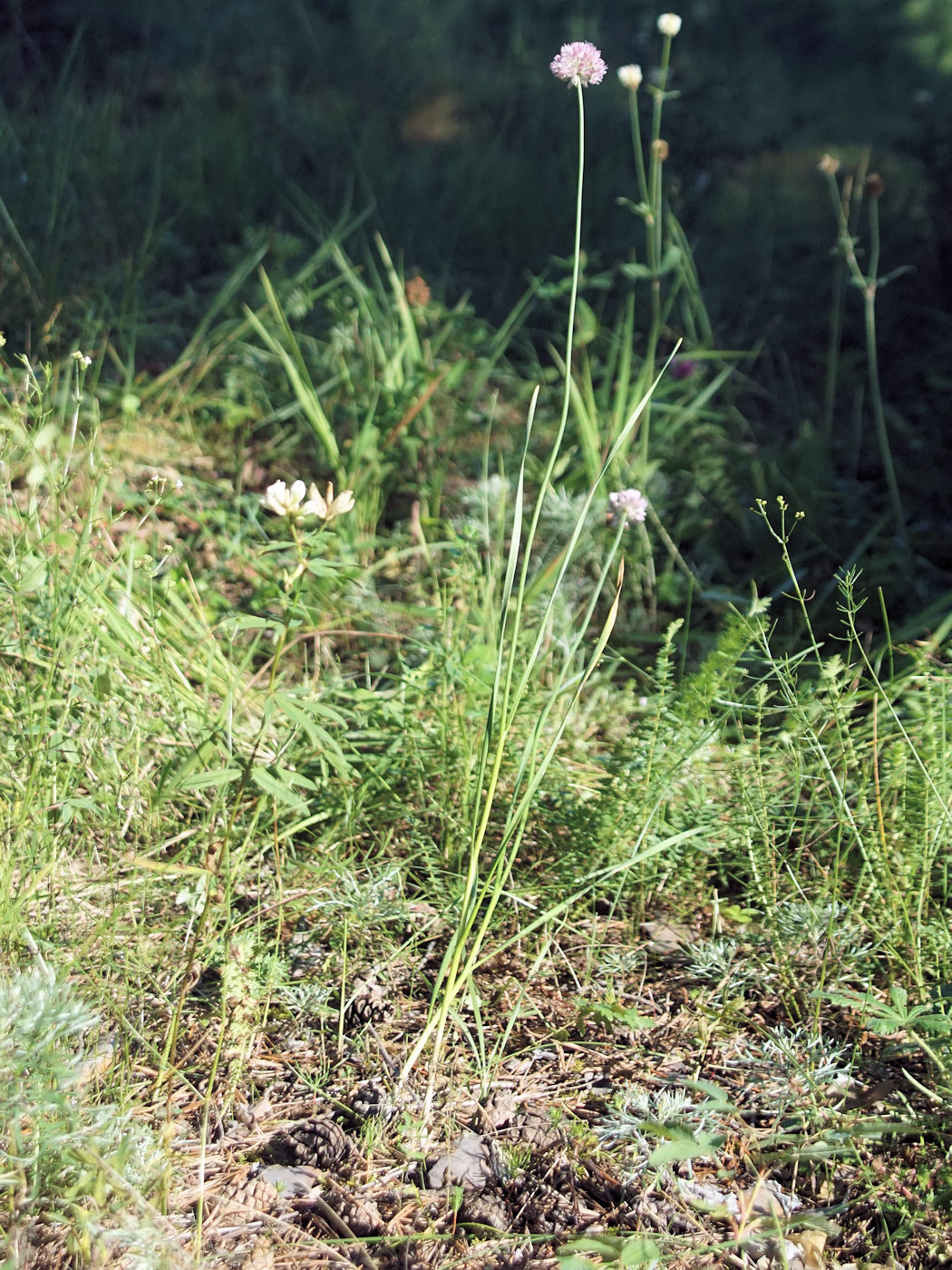 Image of Allium strictum specimen.