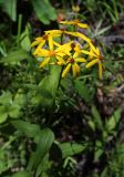 Senecio nemorensis