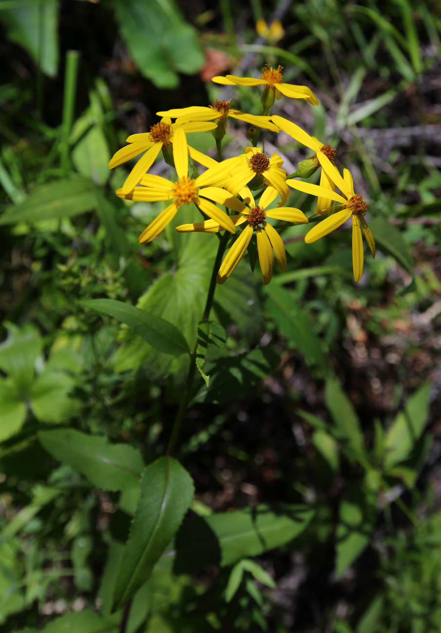 Изображение особи Senecio nemorensis.