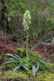 Dactylorhiza subspecies georgica