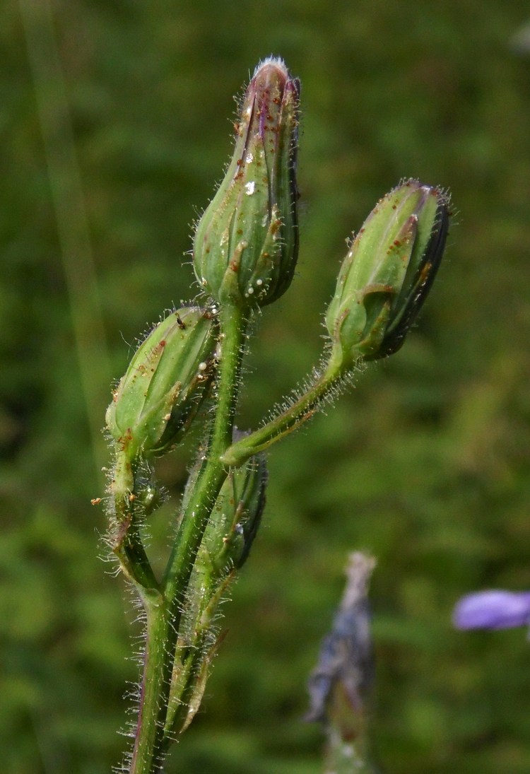 Image of Cicerbita macrophylla specimen.