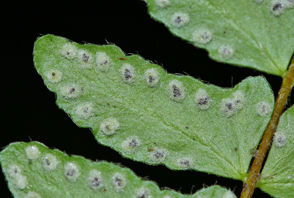 Изображение особи Woodsia polystichoides.