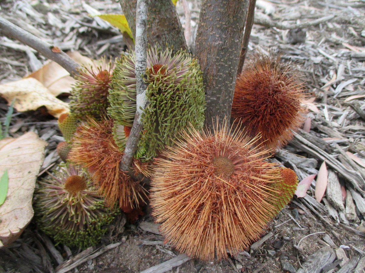 Image of Banksia robur specimen.