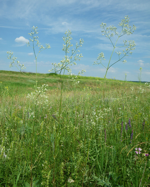 Image of Silene wolgensis specimen.