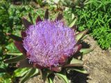 Cynara scolymus