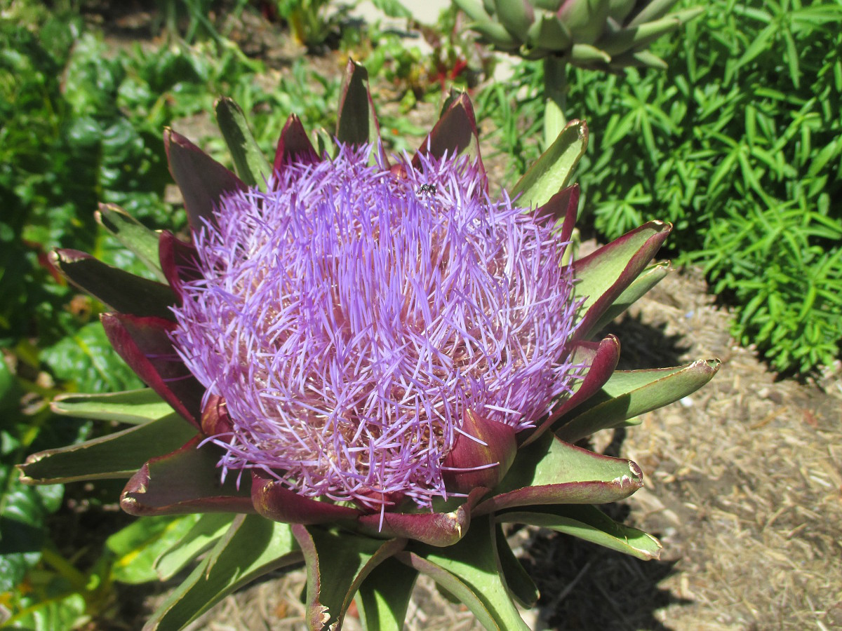 Изображение особи Cynara scolymus.