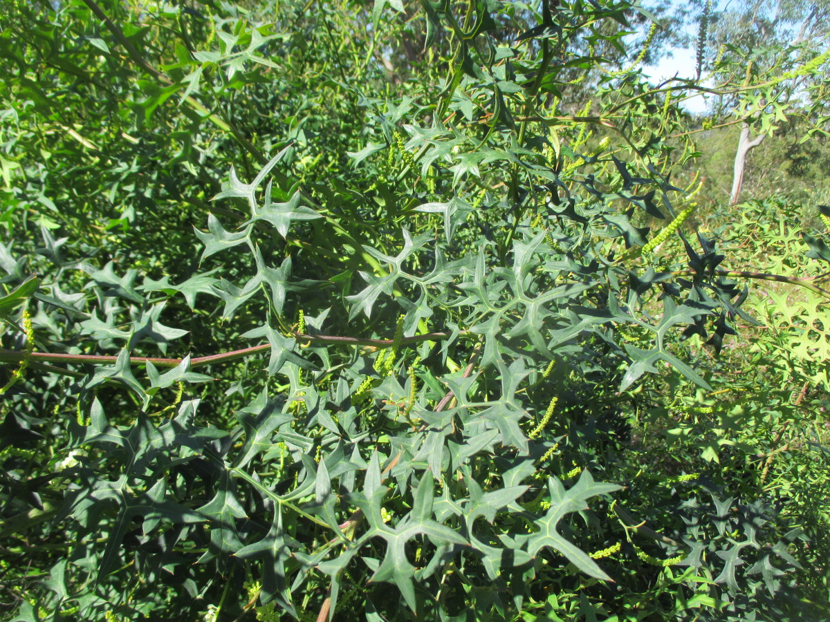 Изображение особи Grevillea flexuosa.