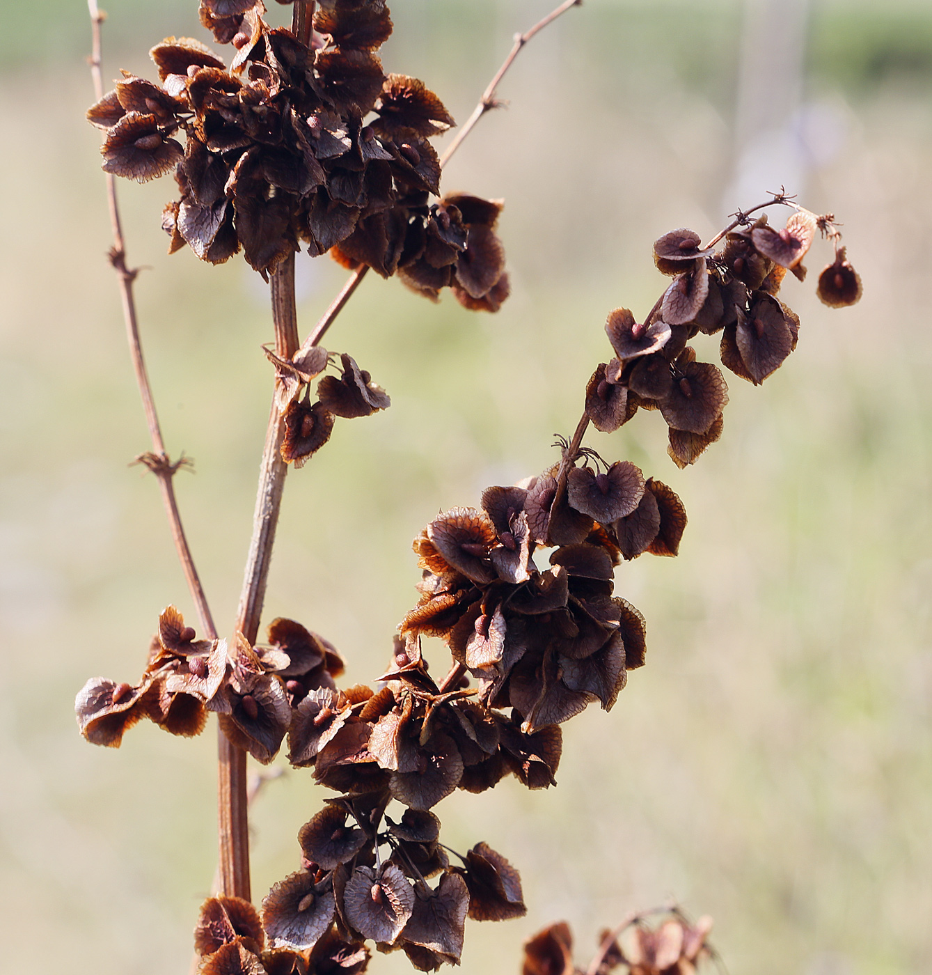 Image of Rumex patientia ssp. orientalis specimen.