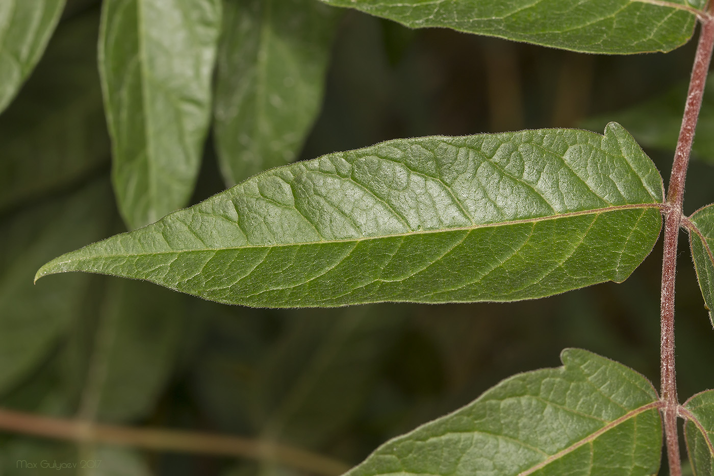 Изображение особи Ailanthus altissima.