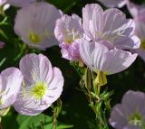 Oenothera speciosa. Цветки. Крым, городской округ Ялта, пгт Кореиз, Мисхорский парк, цветник. Июль 2017 г.