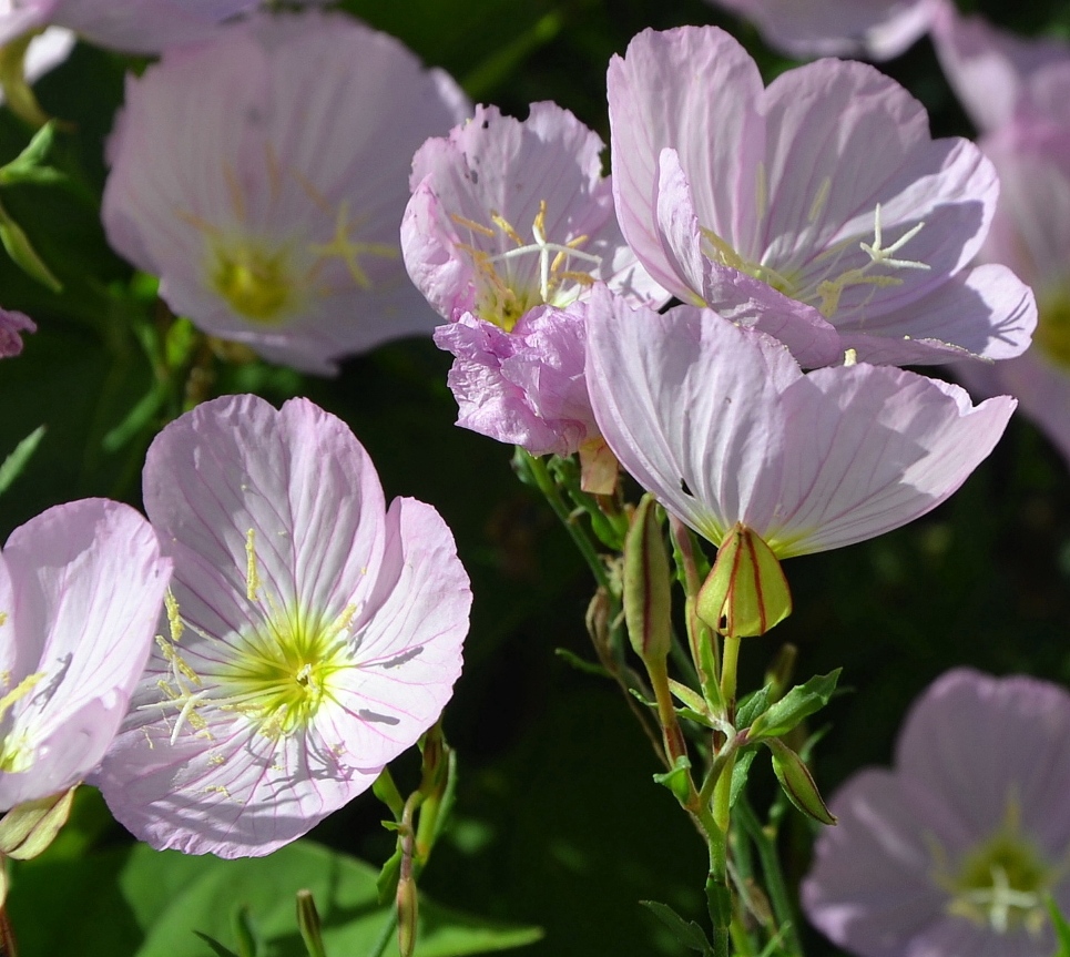 Изображение особи Oenothera speciosa.