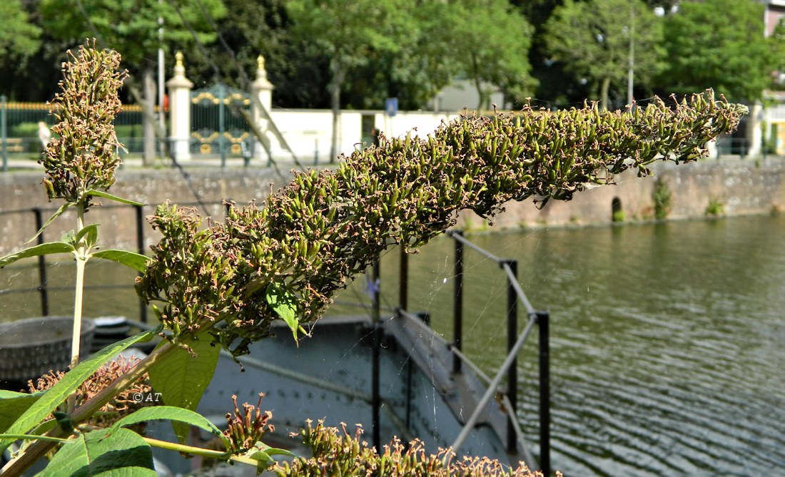 Image of Buddleja davidii specimen.