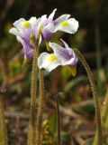 Pinguicula spathulata. Верхушки цветущих побегов. Магаданская обл., окр. г. Магадан, п-ов Старицкого, мохово-кустарничковая тундра. 16.06.2013.