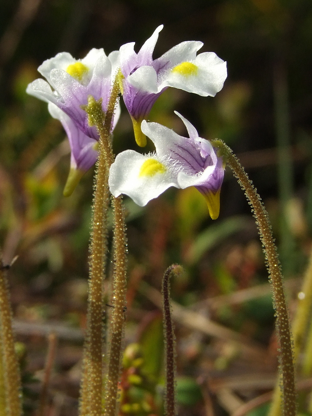 Изображение особи Pinguicula spathulata.