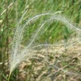 Stipa lessingiana. Верхушка побега. Север Кубани, станица Шкуринская, остепнённый склон. 07.05.2010.