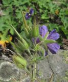 Geranium platypetalum. Отцветающее соцветие с плодами и цветком. Кабардино-Балкария, Эльбрусский р-н, долина р. Ирик, ок. 2100 м н.у.м., склон горы. 31.07.2017.