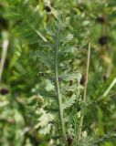 Achillea filipendulina