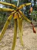 Handroanthus chrysotrichus