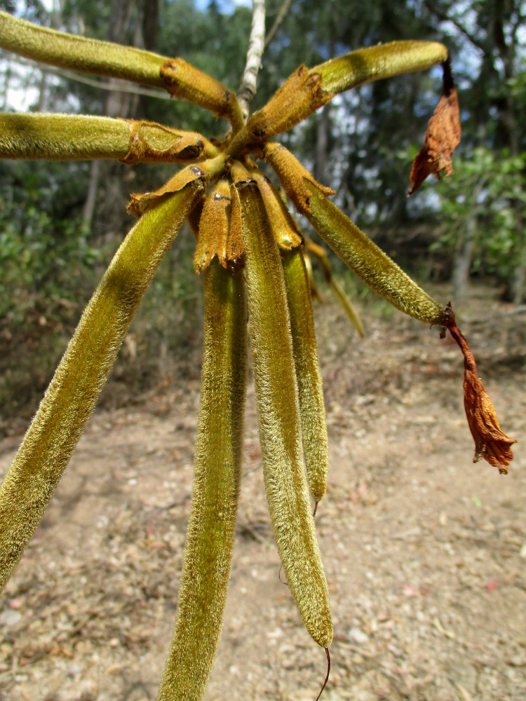 Изображение особи Handroanthus chrysotrichus.