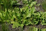 Plantago major. Цветущие и плодоносящие растения. Восточный Казахстан, г. Усть-Каменогорск, правый берег р. Иртыш, высыхающая часть заболоченного луга. 16.08.2017.