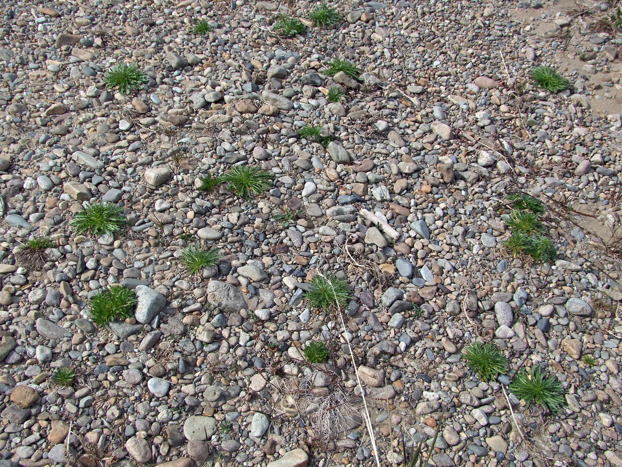 Image of Dontostemon pinnatifidus specimen.