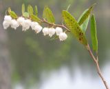Chamaedaphne calyculata