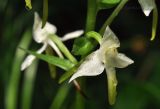 Platanthera densa. Цветок. Приморский край, Уссурийский гор. округ, окр. с. Монакино, обочина лесной дороги на небольшой сопке. 01.07.2017.