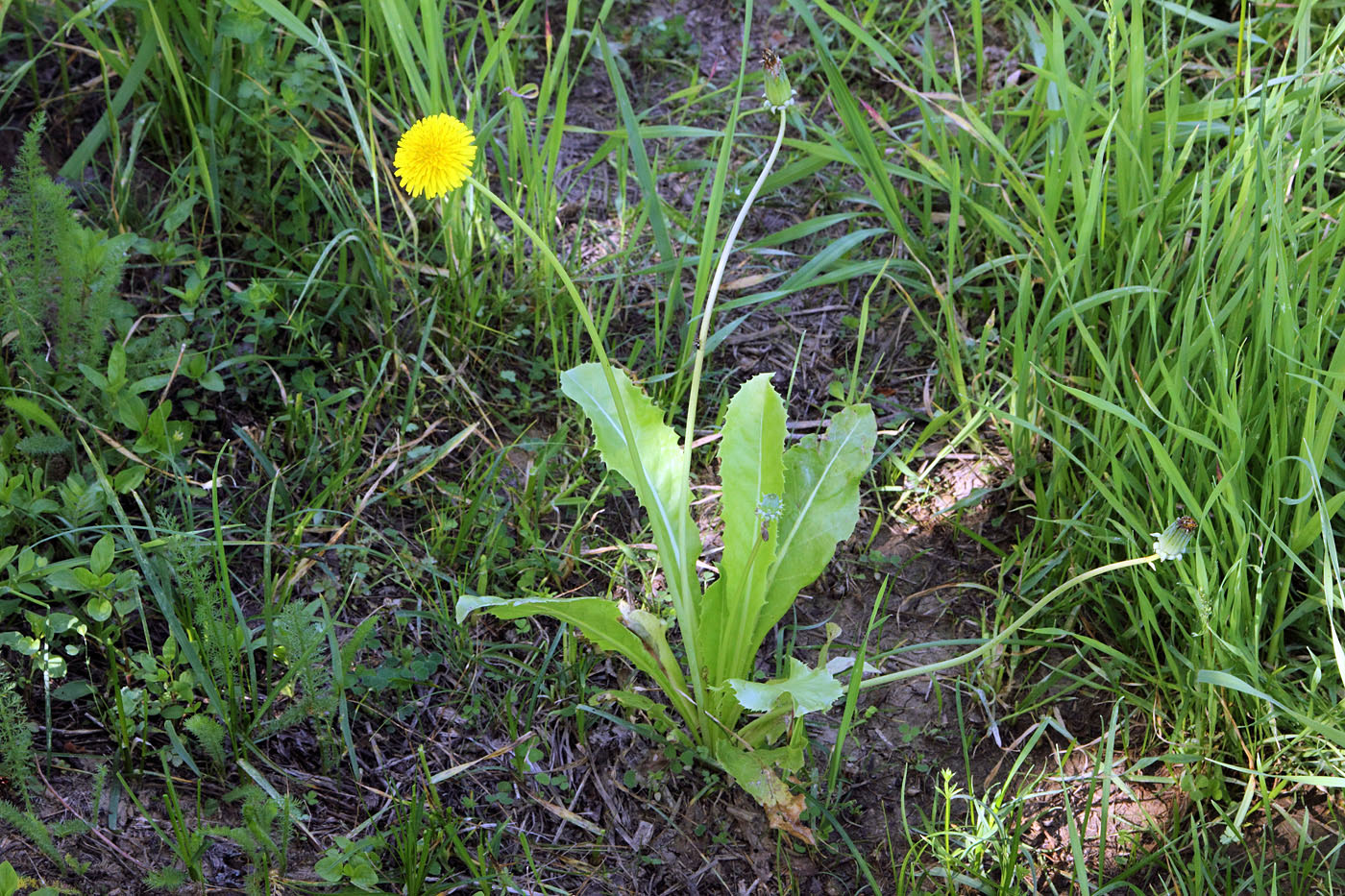 Изображение особи Taraxacum multiscaposum.