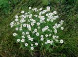 Achillea подвид macrocephala