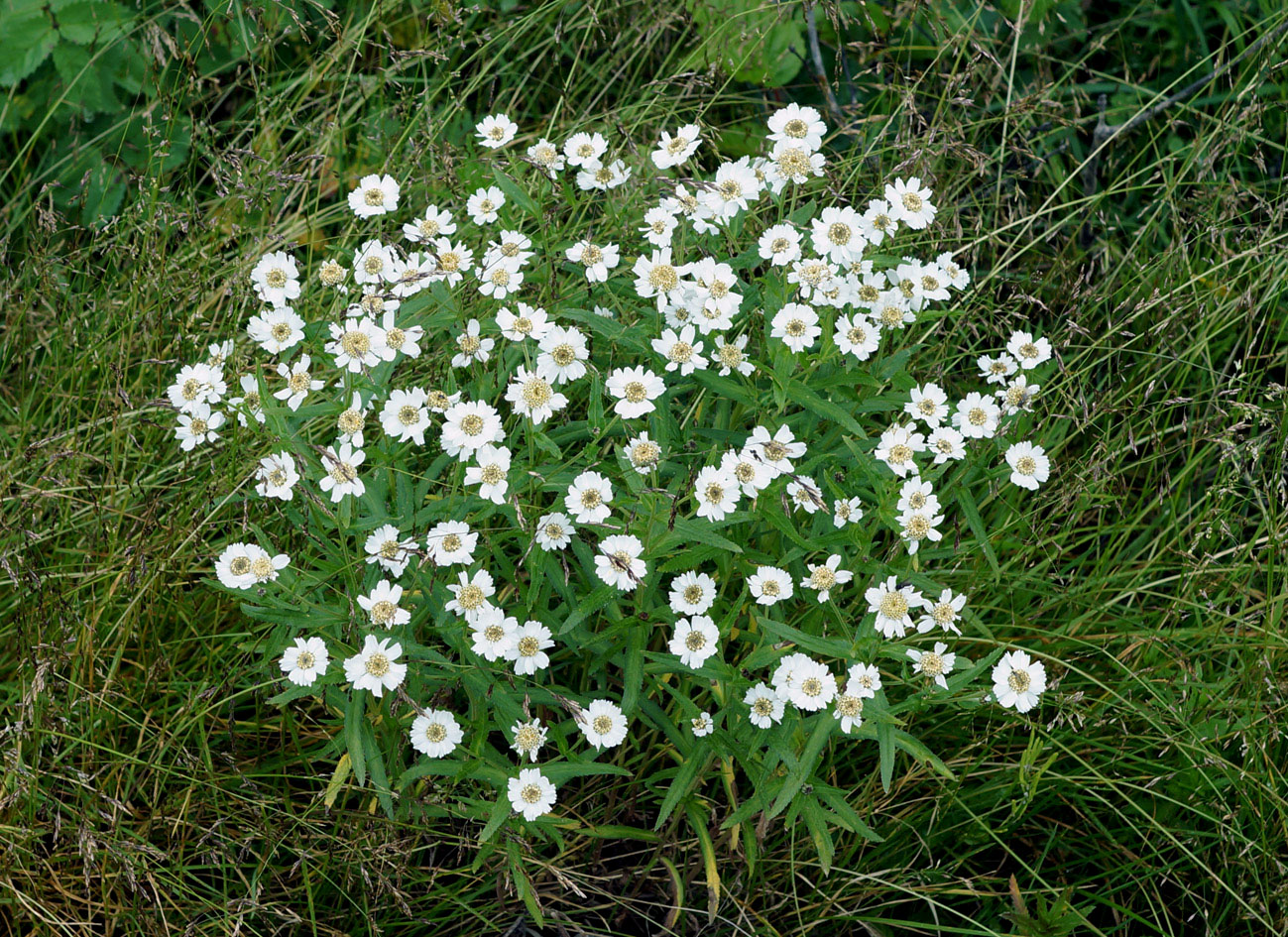 Изображение особи Achillea ptarmica ssp. macrocephala.