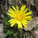 genus Taraxacum. Соцветие. Южный Казахстан, Таласский Алатау, запов. Аксу-Джабаглы, пер. Улькен-Каинды, ≈ 2600 м н.у.м., склон сев. экспозиции. 11 июня 2017 г.