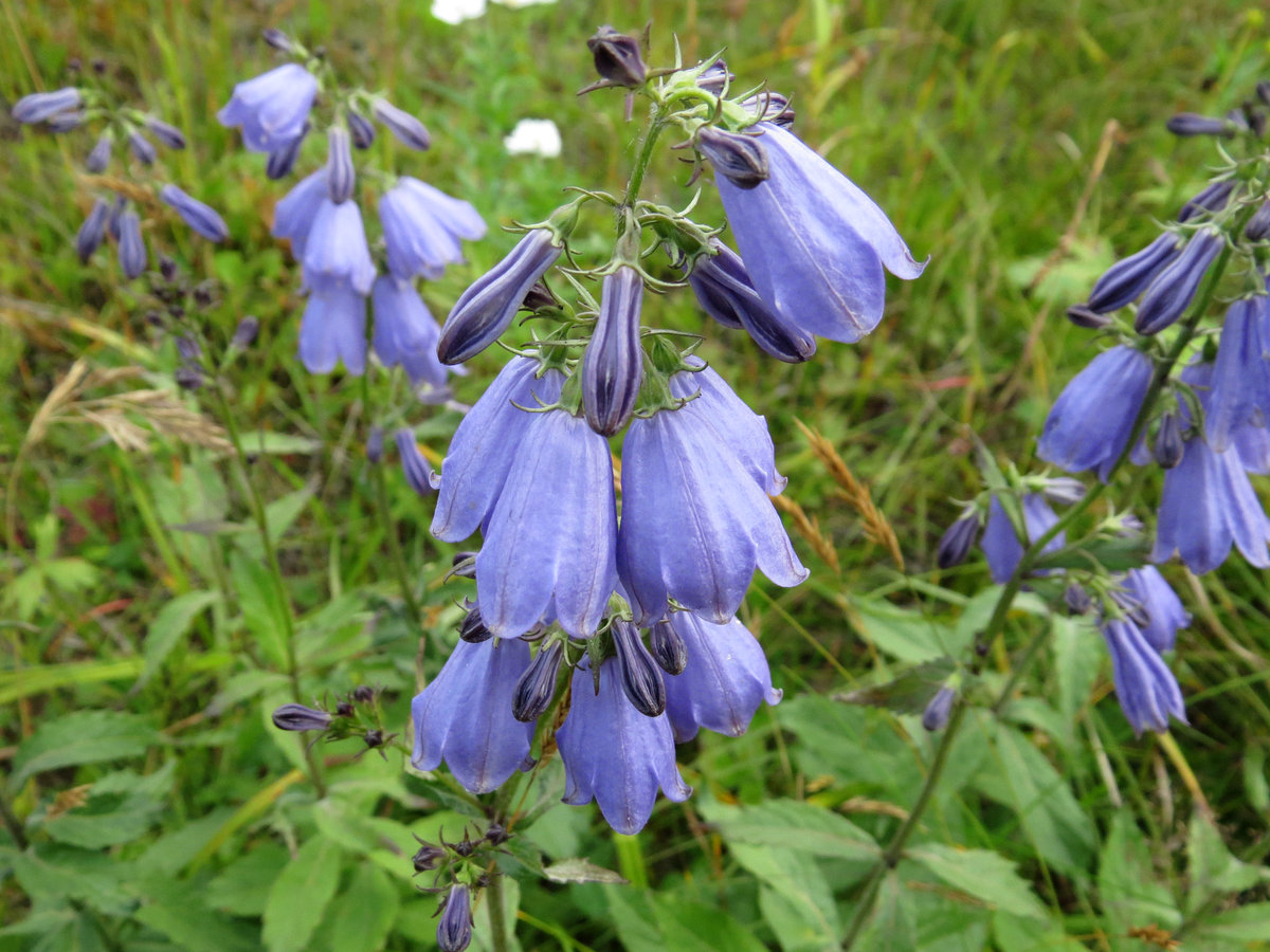 Изображение особи Adenophora triphylla.