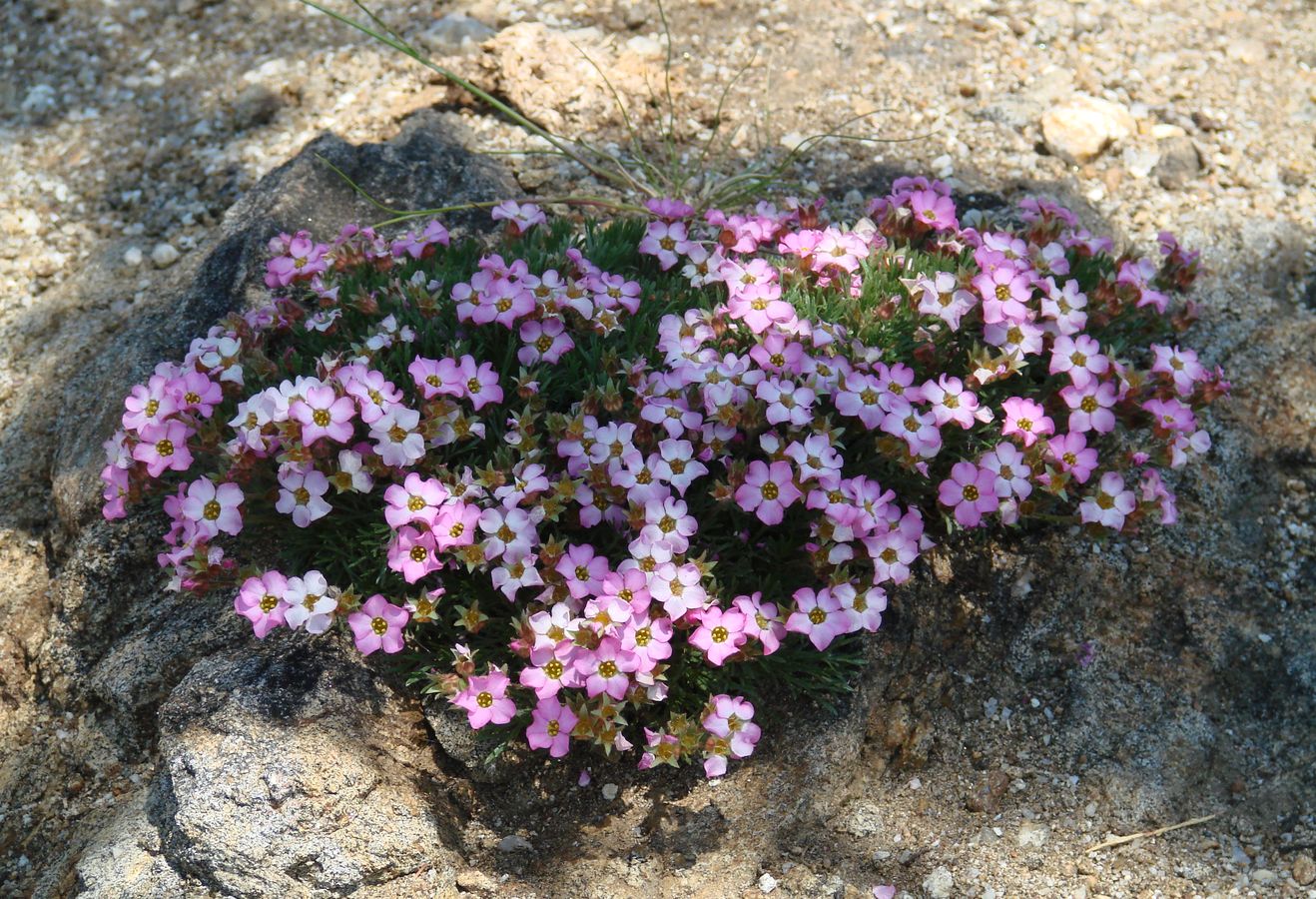 Image of Chamaerhodos altaica specimen.