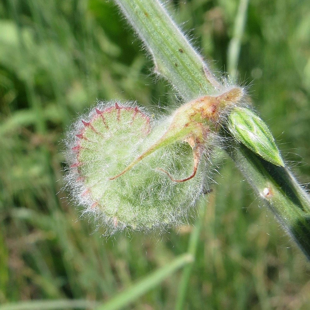 Image of Onobrychis chorassanica specimen.