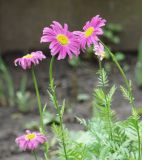Pyrethrum coccineum. Верхушки побегов с соцветиями (культивар). Краснодарский край, Кущёвский р-н, станица Шкуринская, в культуре. 20.05.2010.
